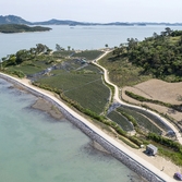 안좌면 퍼플섬 라벤더 001