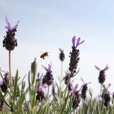 안좌면 퍼플섬 라벤더 003