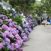 도초도 수국 001