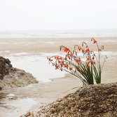 압해도 크로코스미아