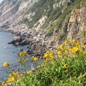 흑산면 홍도 원추리