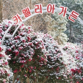 압해읍 눈 오는 날  분재정원 003