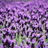 안좌면 퍼플섬 라벤더 001