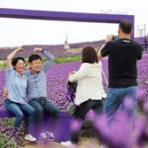 안좌면 퍼플섬 라벤더 002