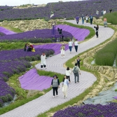 안좌면 퍼플섬 라벤더 003