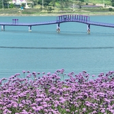 안좌면 퍼플섬 버들마편초 001