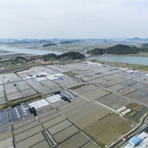 압해도 숭의염전