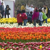 임자면 튤립 002