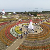 임자면 튤립 003