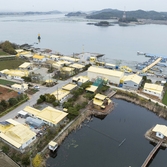 지도읍 선도 수선화 002