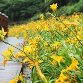 흑산면 홍도원추리 001