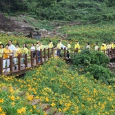 흑산면 홍도원추리 003