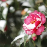 압해읍 1004섬 분재정원 눈오는 날 겨울꽃 애기동백 002