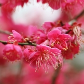 임자면 홍매화 001