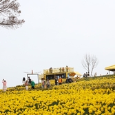 지도읍 선도 수선화 003