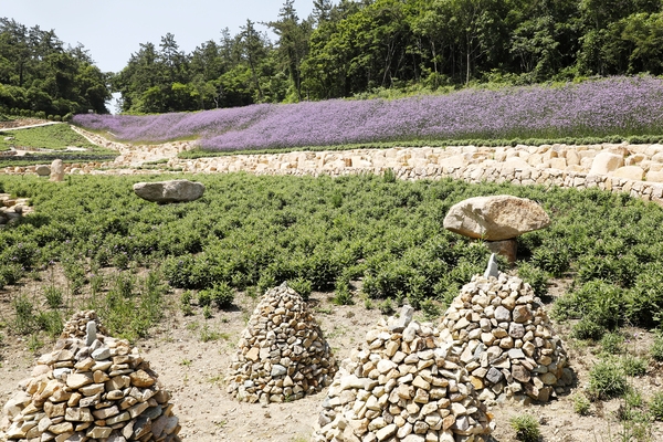 지도읍 라일락정원 버들마편초 003 4