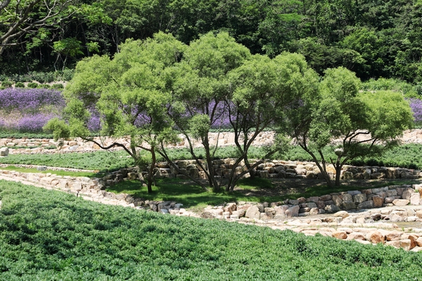 지도읍 라일락정원 버들마편초 003 5