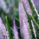 압해읍 1004섬 분재정원 맥문동 001