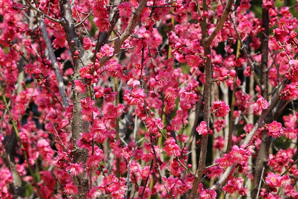 임자면 홍매화 001 3