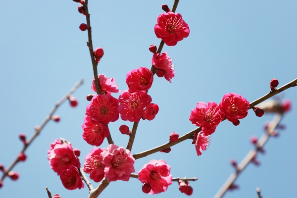 임자면 홍매화 001 5