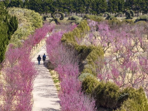 임자면 홍매화 002 2