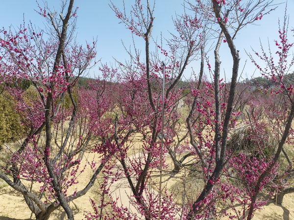 임자면 홍매화 002 3