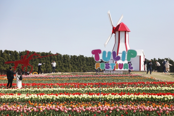 임자면 튤립홍매화정원 튤립축제 2