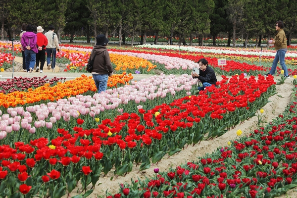 임자면 튤립홍매화정원 튤립축제 4