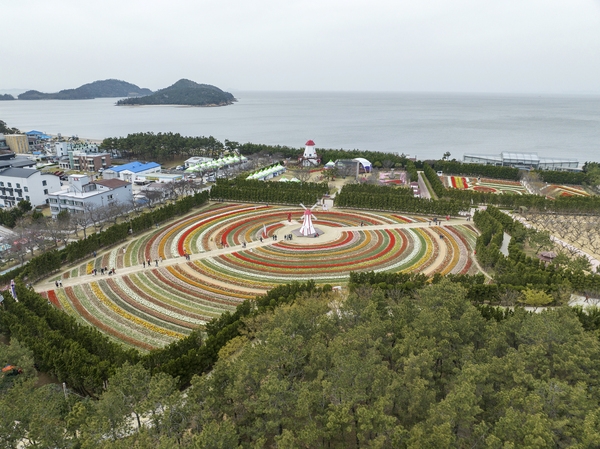 임자면 튤립홍매화정원 튤립축제 6