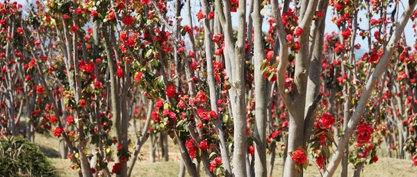 임자면 튤립홍매화정원 카네이션동백 001 2