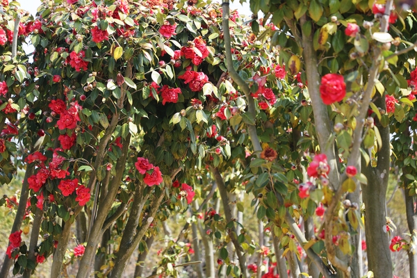 임자면 튤립홍매화정원 카네이션동백 001 5