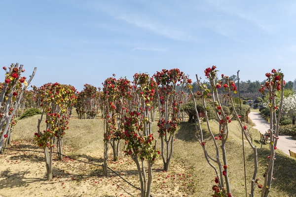 임자면 튤립홍매화정원 카네이션동백 001 6