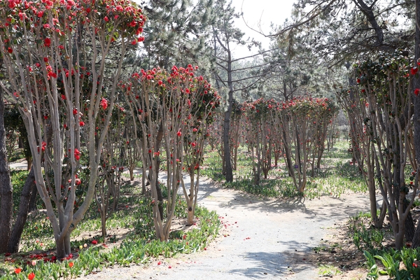 임자면 튤립홍매화정원 카네이션동백 002 2