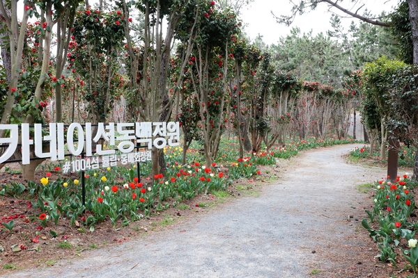임자면 튤립홍매화정원 카네이션동백 002 3