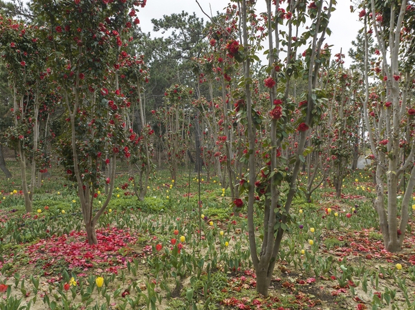 임자면 튤립홍매화정원 카네이션동백 002 6