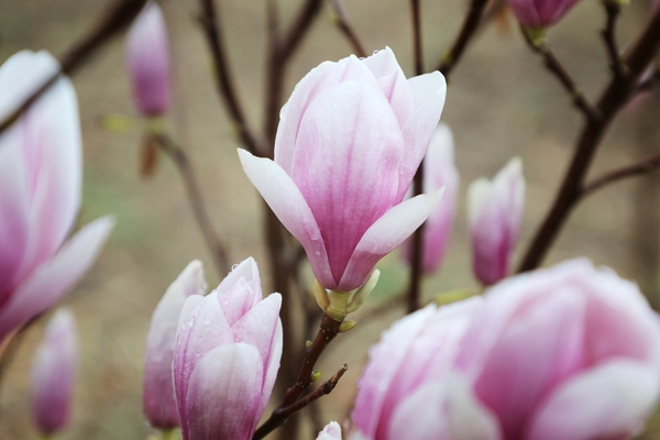 자은면 1004뮤지엄파크 목련 2