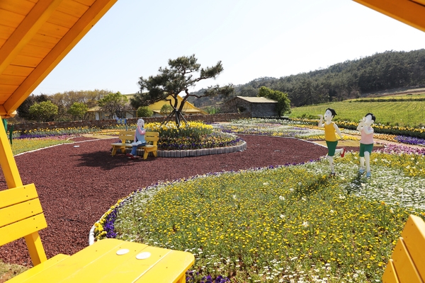 지도읍 선도 수선화 001 4