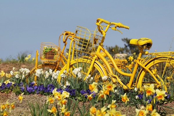 지도읍 선도 수선화 001 6