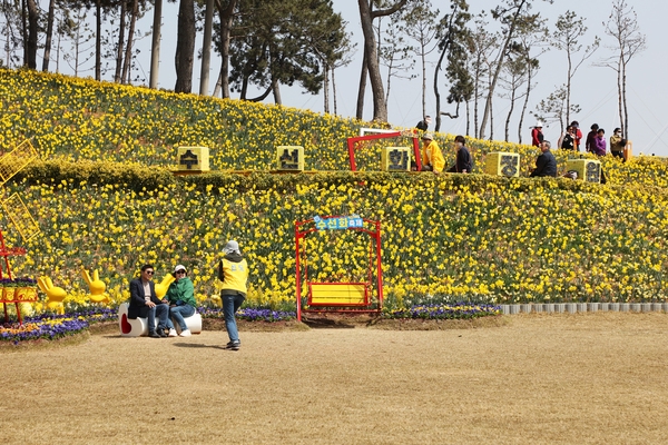 지도읍 선도 수선화 002 3