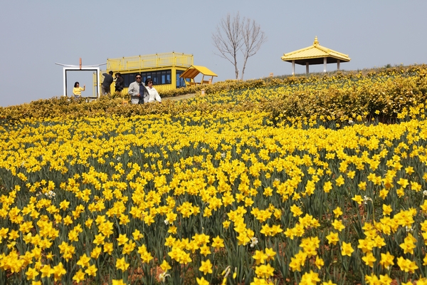 지도읍 선도 수선화 002 4