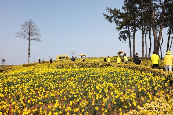 지도읍 선도 수선화 002 5