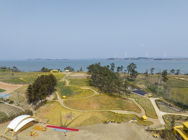 지도읍 선도 수선화 002 6