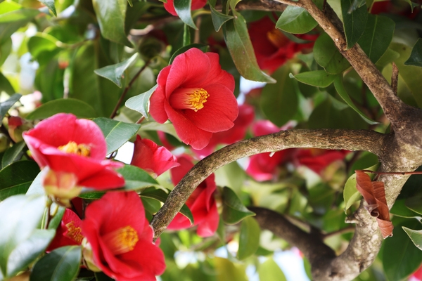 흑산면 동백꽃 001 4