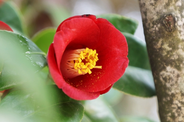 흑산면 동백꽃 001 6