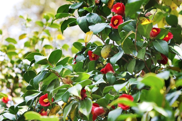 흑산면 동백꽃 001 1