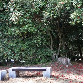 흑산면 동백꽃 003