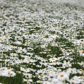 장산면 화이트정원 샤스타데이지 001