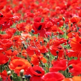 증도면 병풍도 양귀비꽃 002