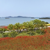 증도면 병풍도 양귀비꽃 003