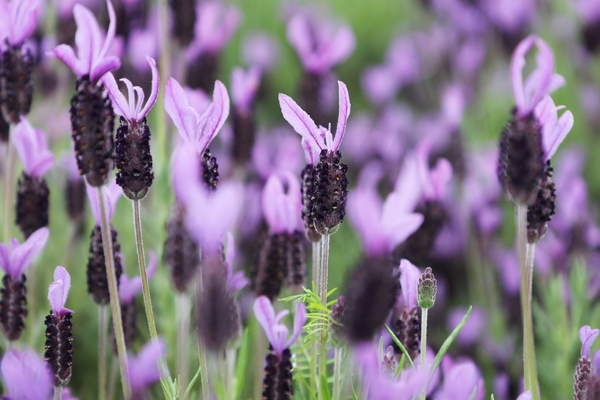 안좌면 퍼플섬 라벤더 002 2